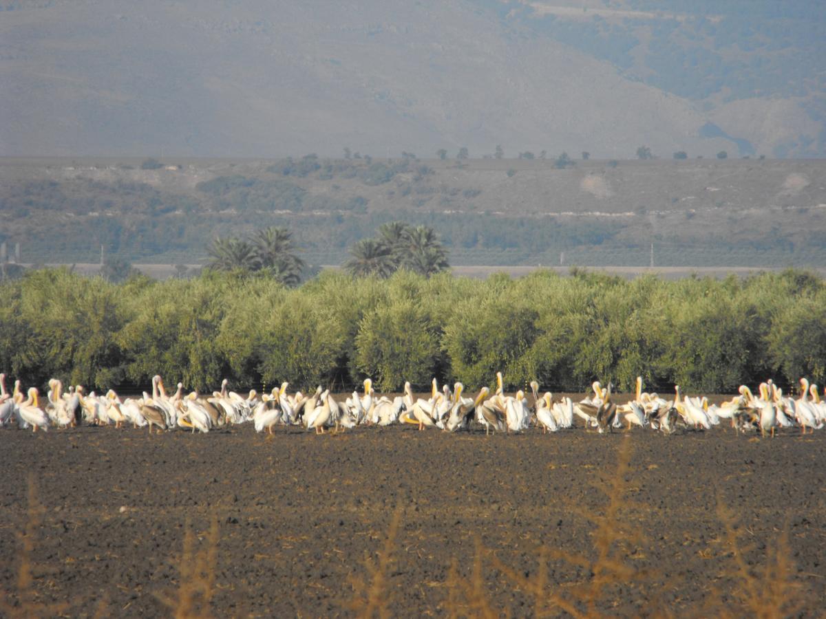 Jordan Valley Birding Lodge Kefar Ruppin Екстериор снимка
