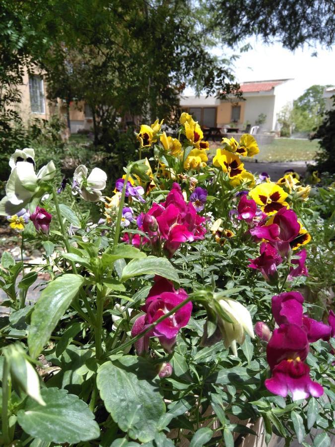 Jordan Valley Birding Lodge Kefar Ruppin Екстериор снимка